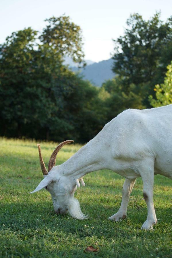 Agriturismo Chioi Барга Экстерьер фото
